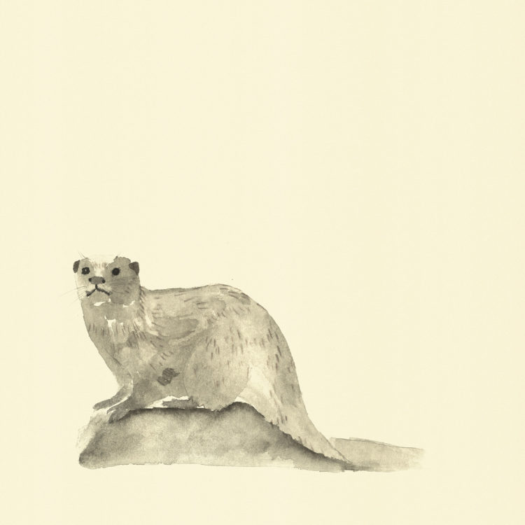 Illustration with watercolour and ink with the title 'Otter'.
