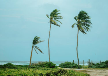 Landscape photography with the title 'Whispering of the Sea'. Palm trees by the ocean, bending in the wind - photogrpahed by jessica daza gomez - friendmade.fm