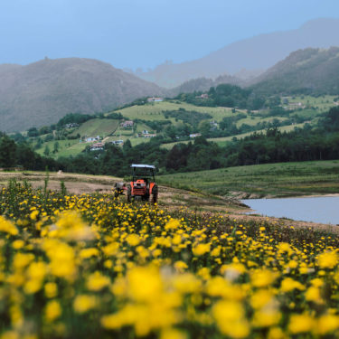 yellow thoughts - landscape photography by jessica daza gómez