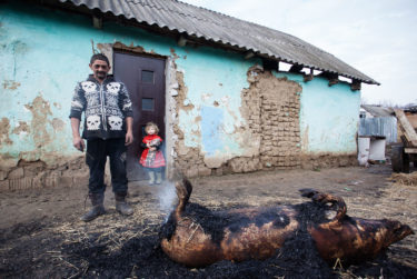 Roma father preparing a pig - portrait photography by Will Falize - friendmade.fm